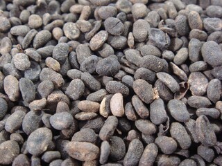 Bokgolji, or Psoralea corylifolia fruit, is warm in nature and bitter. Used in Korean medicine to strengthen kidneys and spleen, it eases back pain, diarrhea, and supports bone health and immunity.