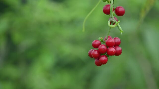 Ripe fruits of&nbsp;Tinospora cordifolia. Its common names Giloy, Guduchi and 
&nbsp;heart leaved moonseed. It has been used in&nbsp;Ayurveda&nbsp;in an attempt to treat various disorders. Red berries in vine.