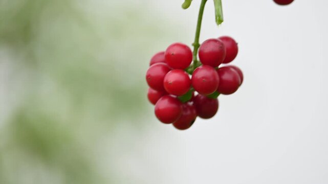 Ripe fruits of&nbsp;Tinospora cordifolia. Its common names Giloy, Guduchi and 
&nbsp;heart leaved moonseed. It has been used in&nbsp;Ayurveda&nbsp;in an attempt to treat various disorders. Red berries in vine.