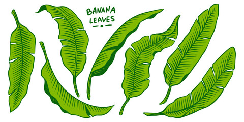 Banana leaves, tropical leaves texture. Botanic vector hand drawn illustration. Black and white © artbalitskiy