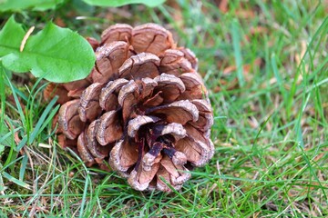 Kiefernzapfen im Gras