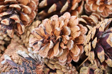 Kiefernzapfen in der Nahaufnahme