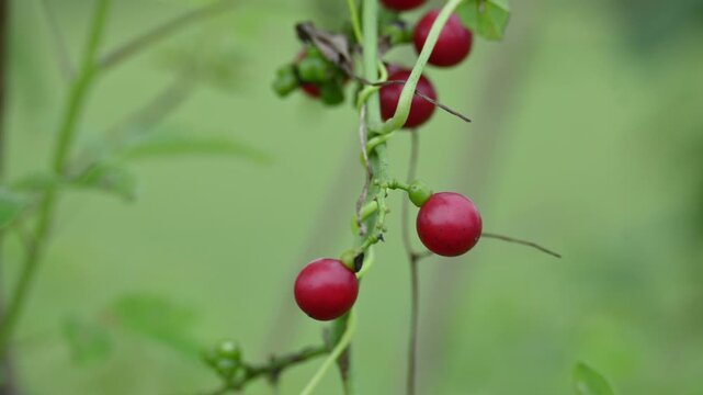 Ripe fruits of&nbsp;Tinospora cordifolia. Its common names Giloy, Guduchi and 
&nbsp;heart leaved moonseed. It has been used in&nbsp;Ayurveda&nbsp;in an attempt to treat various disorders. Red berries in vine.