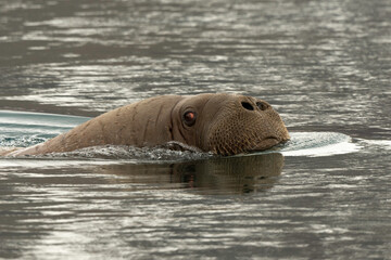 Fototapeta premium Morse, Odobenus rosmarus, Spitzberg, Svalbard, Norvège