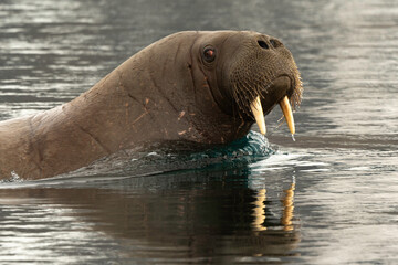 Morse, Odobenus rosmarus, Spitzberg, Svalbard, Norvège