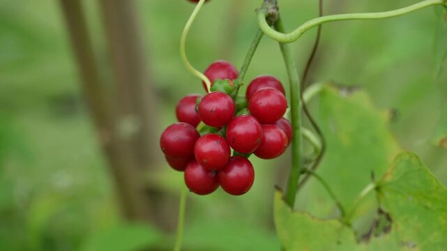 Ripe fruits of&nbsp;Tinospora cordifolia. Its common names Giloy, Guduchi and 
&nbsp;heart leaved moonseed. It has been used in&nbsp;Ayurveda&nbsp;in an attempt to treat various disorders. Red berries in vine.