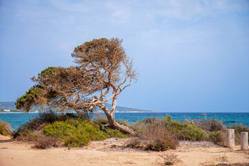 A Solitary Tree Beautifully Positioned by the Seaside Shoreline in Formentera, Spain.
