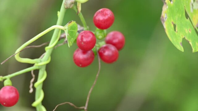 Ripe fruits of&nbsp;Tinospora cordifolia. Its common names Giloy, Guduchi and 
&nbsp;heart leaved moonseed. It has been used in&nbsp;Ayurveda&nbsp;in an attempt to treat various disorders. Red berries in vine.