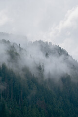 Misty forest mountain slope with evergreens fading into drifting fog under an overcast sky, creating a tranquil, atmospheric scene.