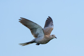 Fototapeta premium A Red Collared-Dove (Streptopelia tranquebarica) soars gracefully, its reddish-brown wings spread wide against the sky.