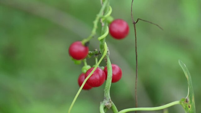 Ripe fruits of&nbsp;Tinospora cordifolia. Its common names Giloy, Guduchi and 
&nbsp;heart leaved moonseed. It has been used in&nbsp;Ayurveda&nbsp;in an attempt to treat various disorders. Red berries in vine.