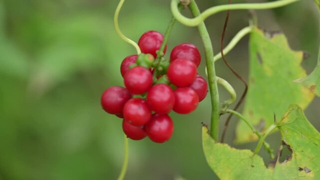 Ripe fruits of&nbsp;Tinospora cordifolia. Its common names Giloy, Guduchi and 
&nbsp;heart leaved moonseed. It has been used in&nbsp;Ayurveda&nbsp;in an attempt to treat various disorders. Red berries in vine.