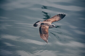 Seagull flying over the sea