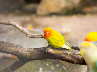 A lovebird perched on a branch near water. Tropical pet, exotic wildlife and vibrant nature scene.