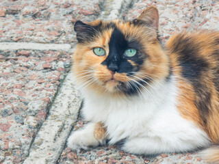 Calico cat lying on a pavement staring with green eyes