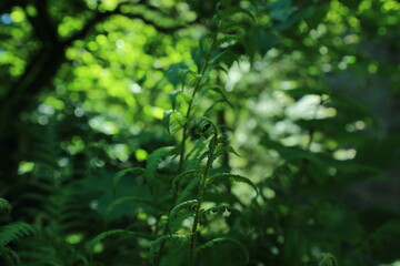 Emerging fern fronds in spring forest