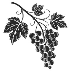 Obraz premium grapes vector illustration