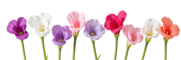 Fototapeta premium Colorful flowers in various shades of purple, pink, and white arranged in row, showcasing their delicate petals and vibrant hues