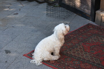 Small White Dog on a Red Rug Outdoors