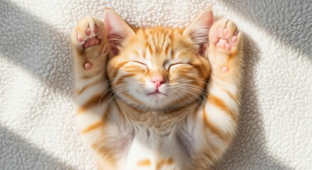 Sleeping kitten sunny day