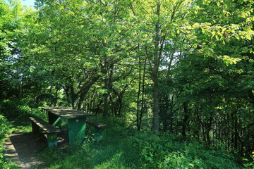 Woodland picnic area with green canopy