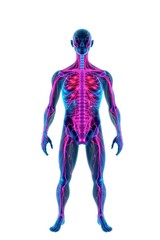 x-default Human Anatomy 3D Model: Detailed Vascular System