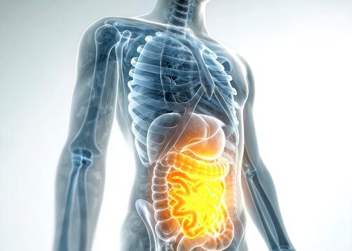 x-default Human Intestine Anatomy - 3D Medical Illustration