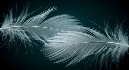 Naklejka premium Serene arrangement featuring soft ethereal feathers against a deep dark background demonstrating delicate beauty and