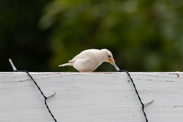 albino sparrow biting a twinkle light