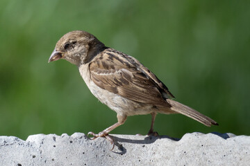 sparrow on the move