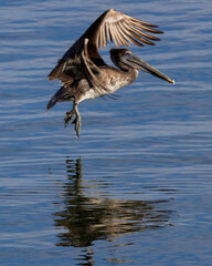 pelican in flight with reflection