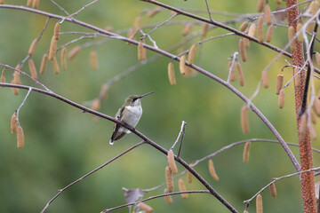hummingbird perched on branch