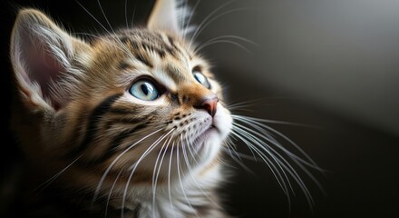 Kitten looking upward closeup