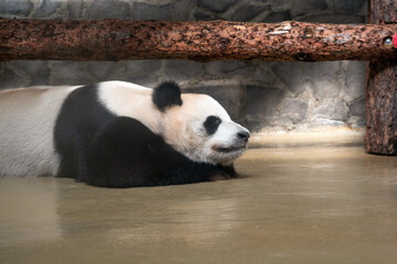 giant panda lies in a zoo enclosure