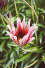 Pink flower blooming