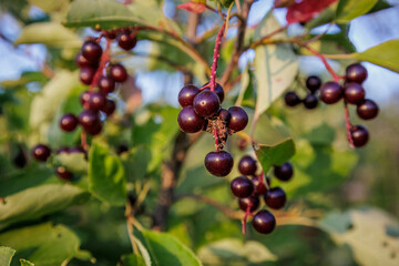 Chokecherry fruit against blue sky and green bokeh background