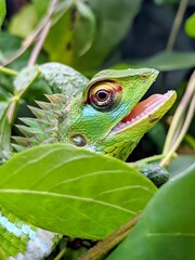 Close-Up of Green Lizard with Scales in Natural Habitat