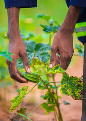 Fresh okro vegetable being carefully handled in a lush garden. Black African male hand cultivating okro in a farmland.