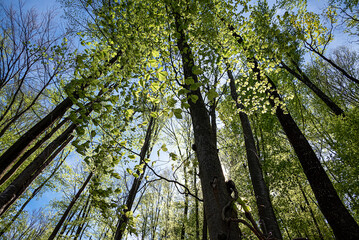 Fototapeta premium Tall trees and green foliage under blue sky Dense forest scene with tall trees and bright green foliage illuminated by sunlight.
