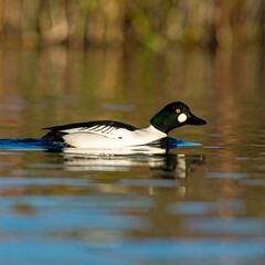 Obraz premium Duck on water (1)