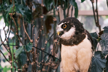 【#動物園】フクロウ