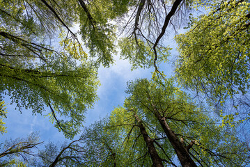 Fototapeta premium View of tree canopies in springtime forest Photo shows an upward view through tall trees with fresh green leaves against a blue sky.