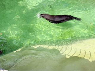 Sea lion swimming in a water pool. Aquatic wildlife, movement, and adaptation of marine animals in...