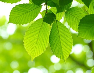 Fototapeta na wymiar Fresh green leaves in sunlight (3)