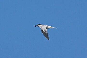 Fototapeta premium Sandwich tern. Thalasseus sandvicensis
