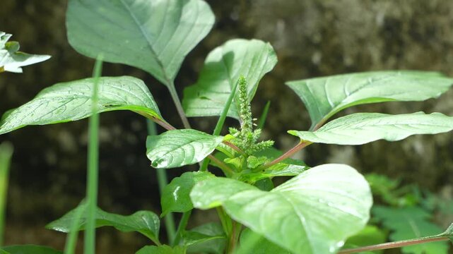 ender amaranth leaves in gentle morning sun. A nourishing Vietnamese vegetable, its mild flavor is perfect for comforting, healthy family soups.