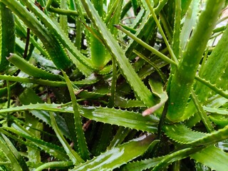 Close up shot of aloe vera plant on rainy season.