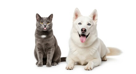 Gray cat and white dog pets