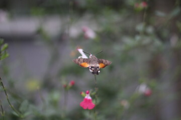 Hummingbird hawk-moth Hummingbird moth Macroglossum stellatarum on white flower with pollen and nectar