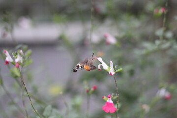 Hummingbird hawk-moth Hummingbird moth Macroglossum stellatarum on white flower with pollen and nectar
